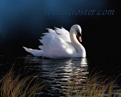 Swan Art Swan Painting Swan Print Wildlife Art Bird By Lewfoster