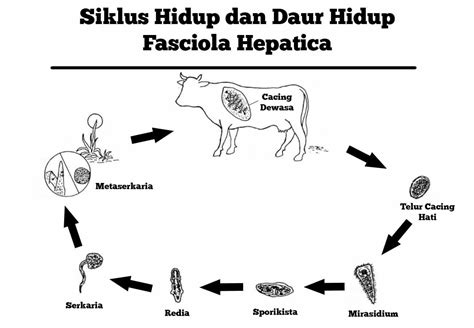 Yuk Belajar Siklus Reproduksi Fasciola Hepatica Terlengkap Contoh Surat