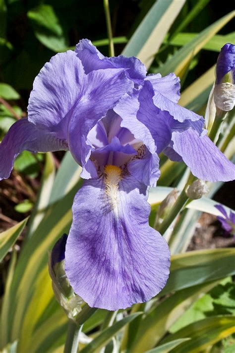 Buy Variegated Golden Sweet Bearded Iris Free Shipping Wilson Bros