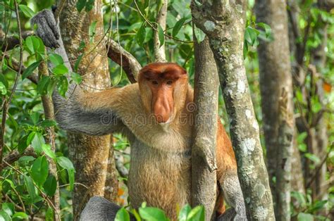 Proboscis Monkey On Borneo Stock Image Image Of Feeding 131002945
