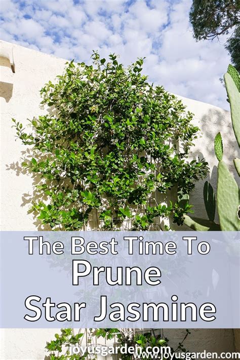 The Best Time To Prune Star Jasmine In 2021 Gardening Tips Gardening