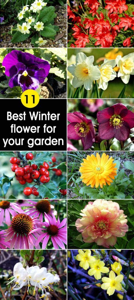 11 Best Winter Flower For Your Garden Winter Garden Winter Flowers