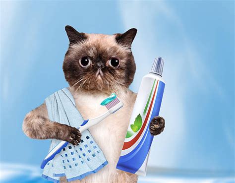 When you think of how to brush cat teeth, you might be thinking, yeah, right. Best Cat Teeth Brush Stock Photos, Pictures & Royalty-Free ...