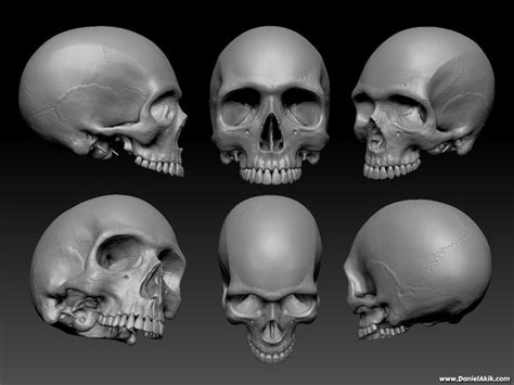 A thorough description is beyond the. anatomy for artists head - Google Search | 3D Sculpting ...