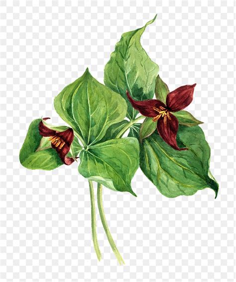 Red Trillium Png Botanical Illustration Premium Png Sticker Rawpixel