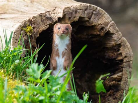 Where Do Weasels Live In North America North American Nature