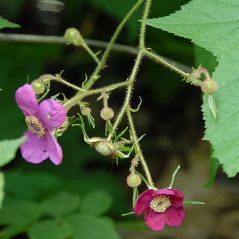 A dose of fish emulsion as the flowers appear helps to encourage a large crop of fruit. Photo: 12, Plant: Raspberry, Purple Flowering Rubus odoratus