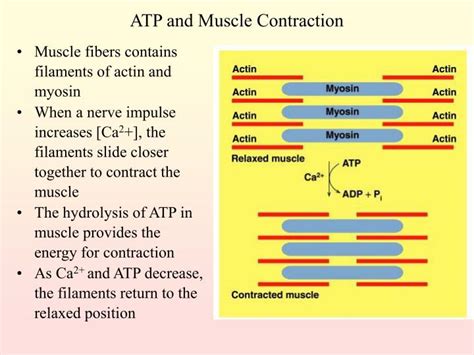 Ppt Metabolism Powerpoint Presentation Id437671