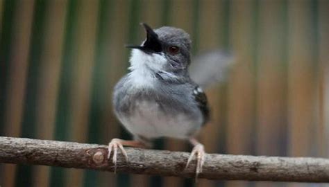 Cara Merawat Burung Ciblek Agar Cepat Gacor Dan Ngebren