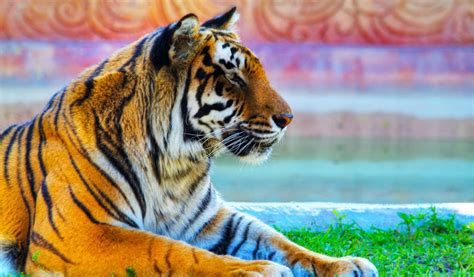 Bengal Tigers Key Facts Information And Pictures