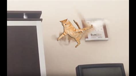 Epic Cat Jump Fail 2016 Youtube
