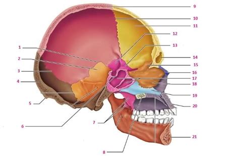 Quiz 1 Skull Midsagittal View Diagram Quizlet