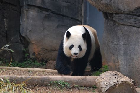 Panda Walk Atlanta Zoo Panda Exhibit This Beautiful Bear Flickr