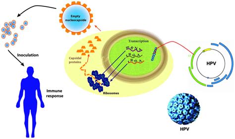 Hpv Virus Diagram Gardasil Hpv Types Human Papillomavirus Diagram