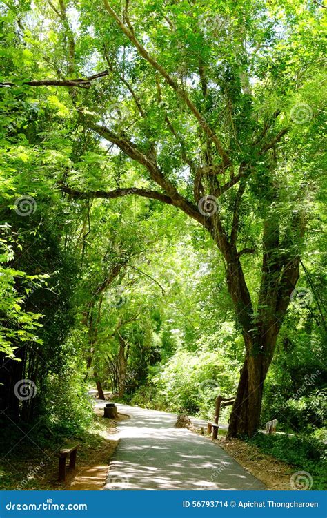 Walkway Lane Path With Green Trees In Forest Beautiful Alley Way