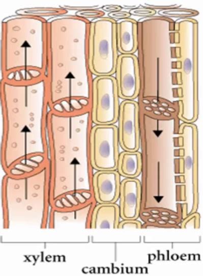 What Are Xylem And Phloem Called Complex Tissues Zohal