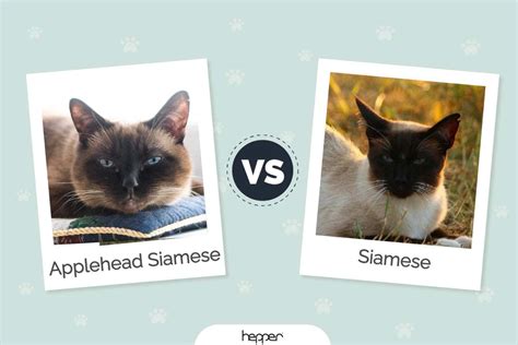 Applehead Siamese Vs Siamese Cat Pictures Differences And Which To