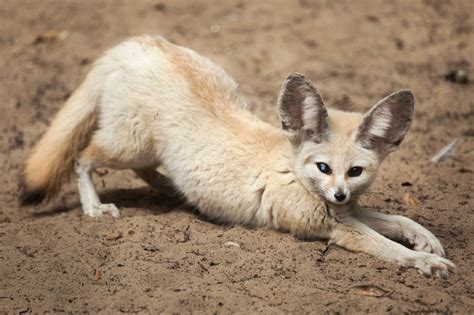 What Does Fennec Fox Eat The Fennec Fox Diet Discoverynatures