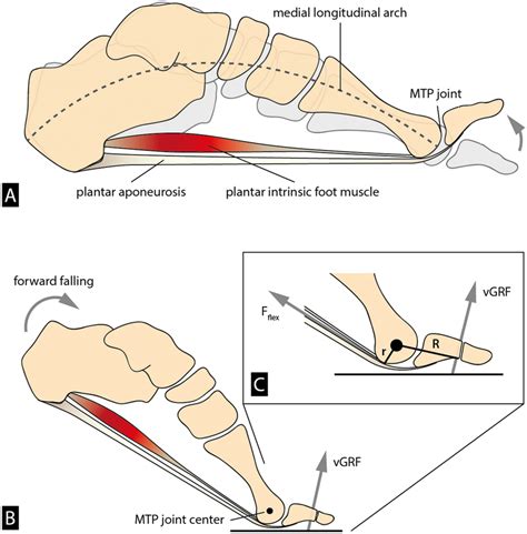 The Ability To Dorsiflex The Toes Relative To The Rest Of The Foot At