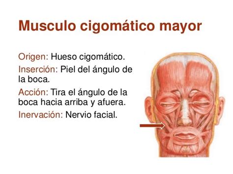 Musculo Cigomatico Mayor