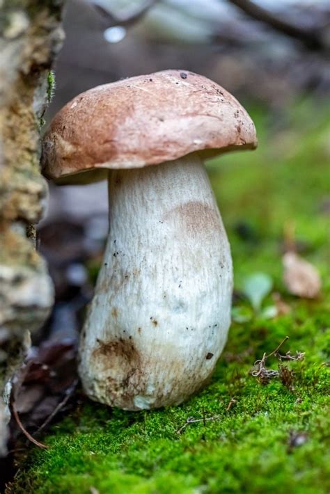 Fresh Edible White Mushroom Creative Commons Bilder