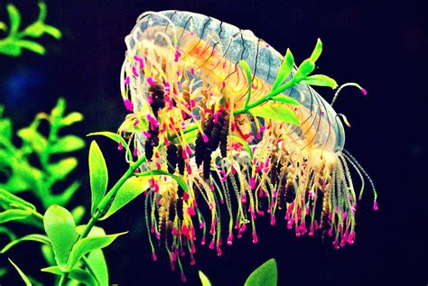 Flower Hat Jellyfish Olindias Sp Shedd Aquarium Chicago Flickr
