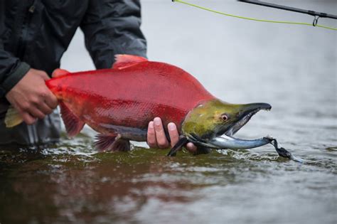 7 Of The Best Types Of Salmon