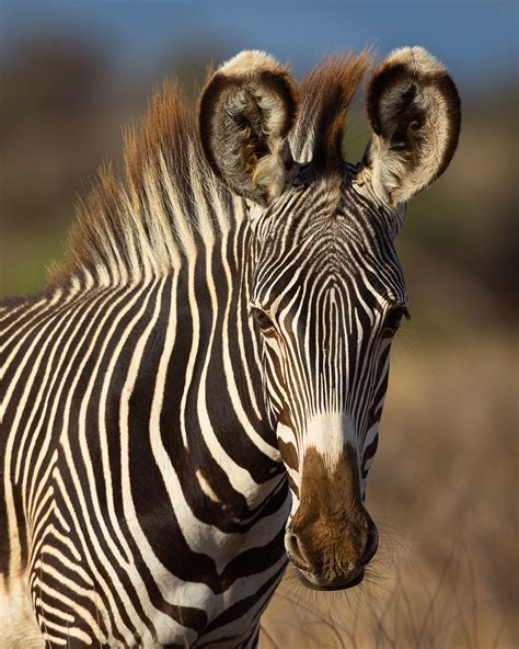 Imperial Portrait Of The Beautiful Endangered Grevys Zebra With Its