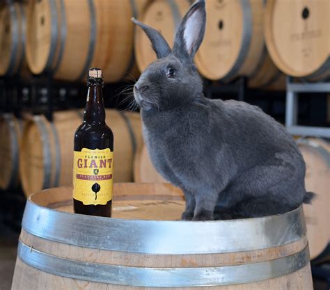 The Wine and Cheese Place: Odell Brewing Flemish Giant