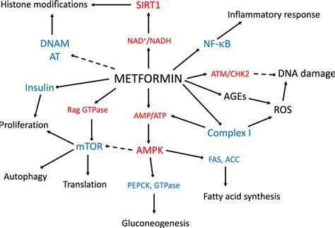 Potential Mechanisms Behind Anti Aging Effects Of Metformin Metformin