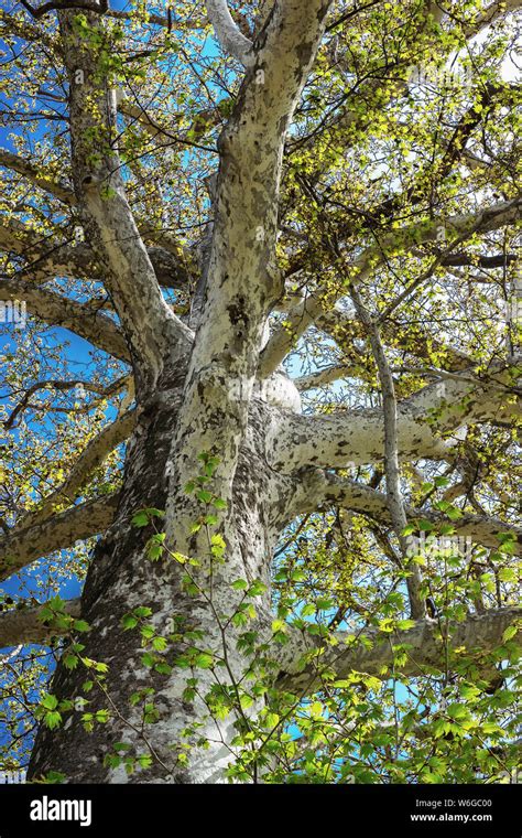 500 Year Old Giant Sycamore Tree In The Garden Of Khans Palace In