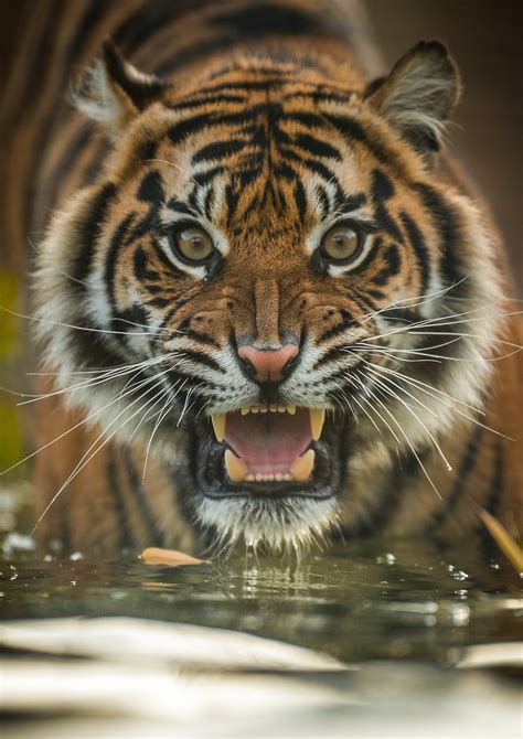 Sumatran Tigers Are One Of The Worlds Rarest Species