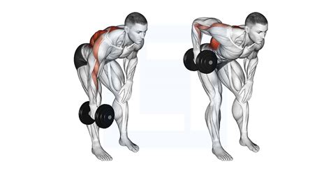 Dumbbell Single Arm Bent Over Row Guide Benefits And Form