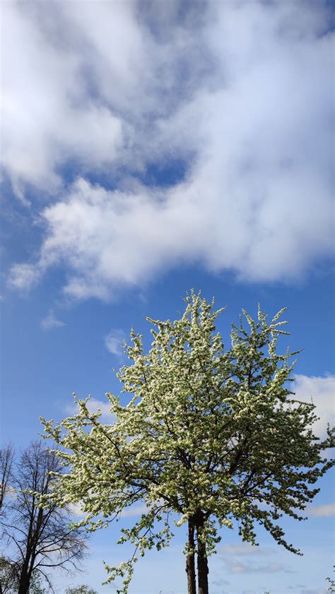 Free Images Wood Sky Clouds Bloom Cloud Azure Natural Landscape