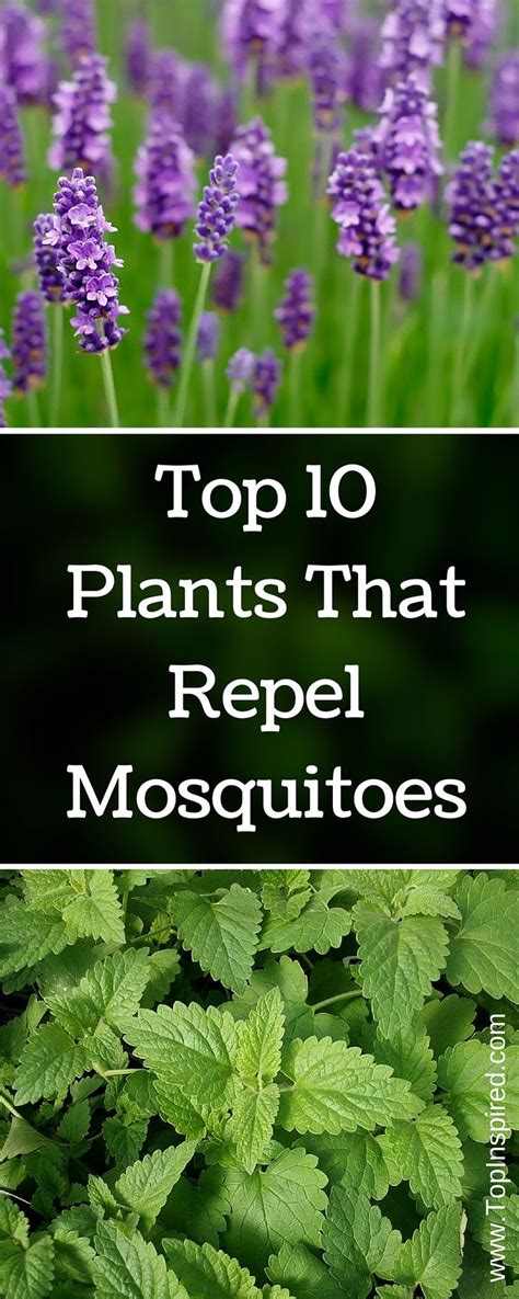 Top 10 Plants That Repel Mosquitoes