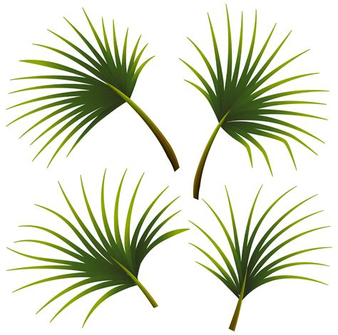 Set Of Palm Leaves 297637 Download Free Vectors Clipart Graphics