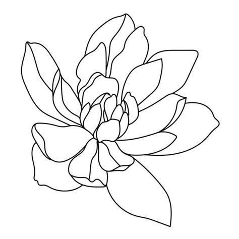 Graphic magnolia flowers and buds. White Magnolia Flowers Illustrations, Royalty-Free Vector ...