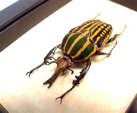 Chelorrhina Savagei Male 66mm African Flower Beetle Framed Beetle