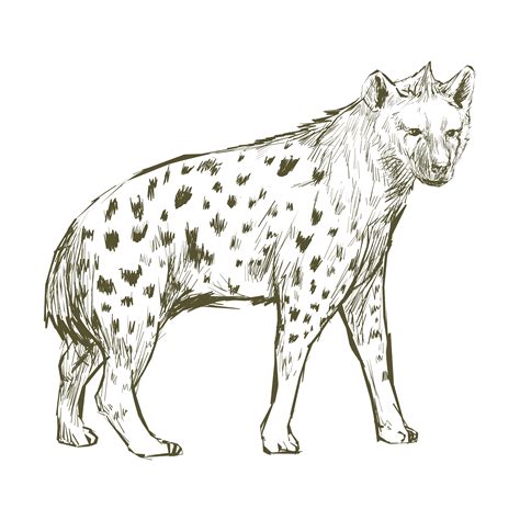Illustration Drawing Style Of Hyena Download Free Vector Art Stock