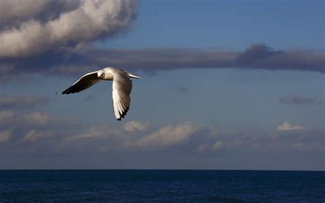 Wallpaper Birds Sea Sky Clouds Flying 2560x1600 Coolwallpapers