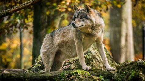 Download 1600x900 Wallpaper Wild Animals Predator Wolf Widescreen 16