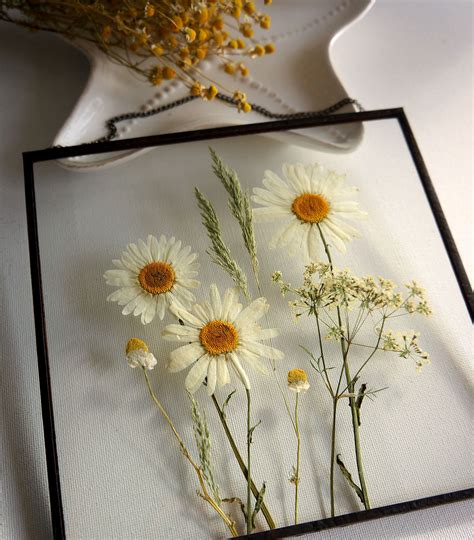 Real Pressed White Daisies Summer Flowers T Daisy Wall Etsy