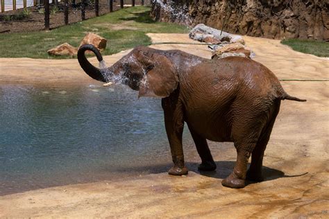 We did not find results for: Gearing up for World Elephant Day - Zoo Atlanta