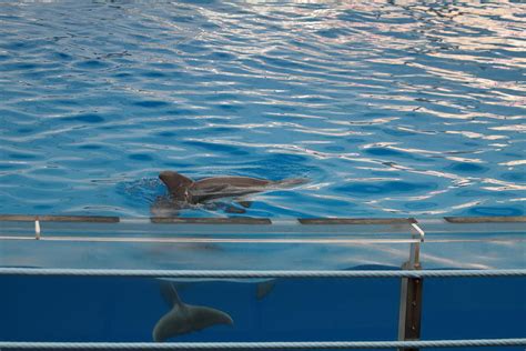 Dolphin Show National Aquarium In Baltimore Md 121216 Photograph By