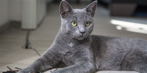 cat breeds originating  thailand native breedorg