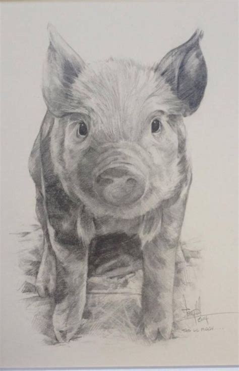 85 Simple And Easy Pencil Drawings Of Animals Buzz Hippy Pig Art