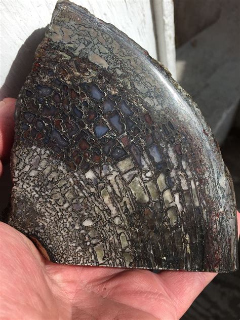 They're below, past an image that warns you of spoilers. Dinosaur Bone (2.5 lbs chunk) from Utah (With images ...