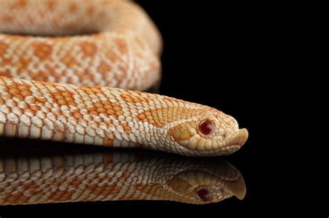 Western Hognose Snake Care Guide Checklist For Beginners