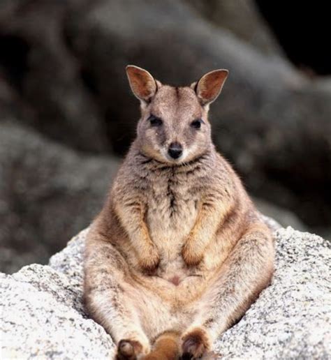 Unique Animals That Live In Australia