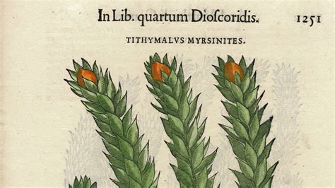 The donkey's tail plant (sedum morganianum) is a succulent from mexico, very easy to care for indoors and out. Renaissance Herbal Illustration - Myrtle Spurge, Donkey's ...